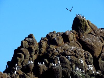 Seabirds at Yaquina Head Natural Area in OR