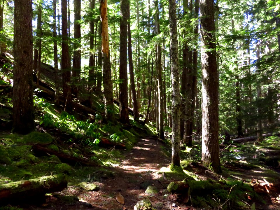 Ramona Falls Hike at Mt. Hood Wilderness in Oregon