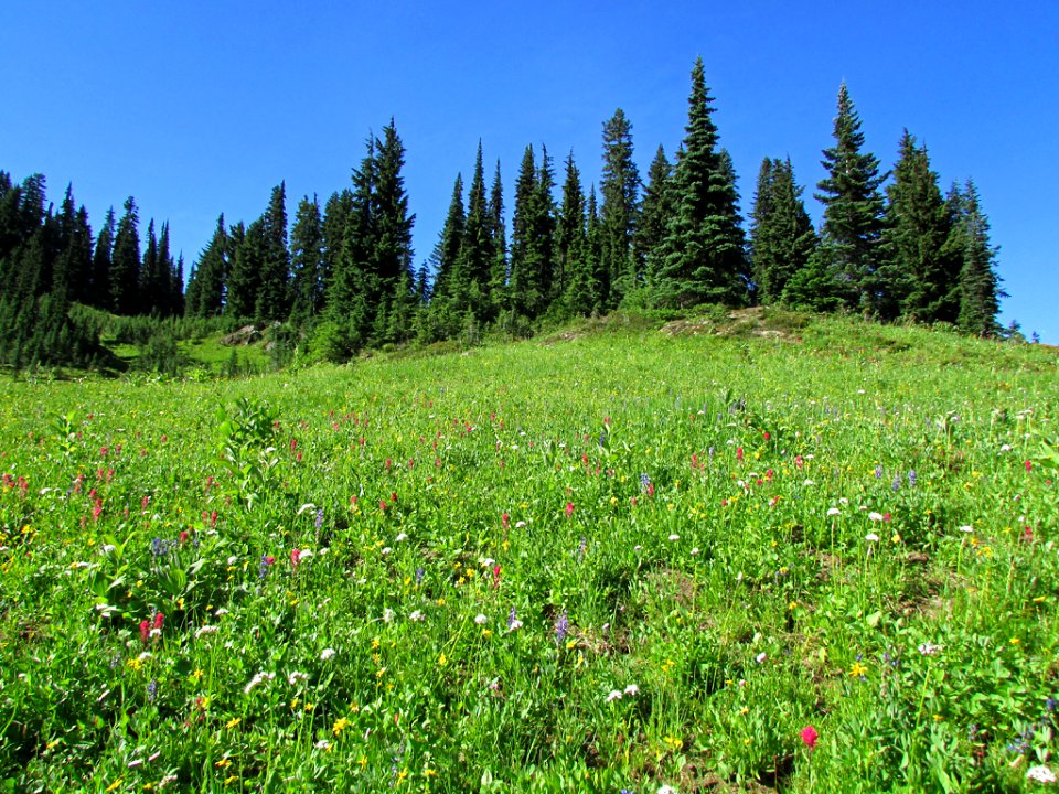 Wildflowers at Mt. Rainier NP in WA