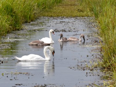 Swans with signets photo
