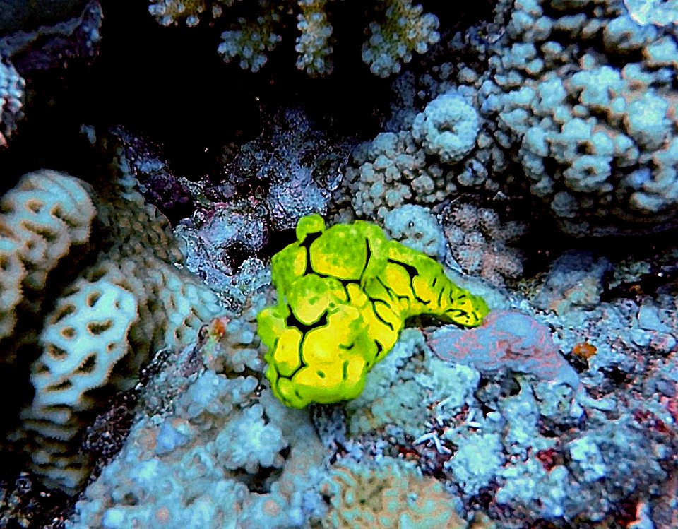 Notodoris minor a dorid Nudibranch Vanuatu