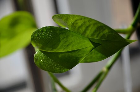 House plant green green leaf