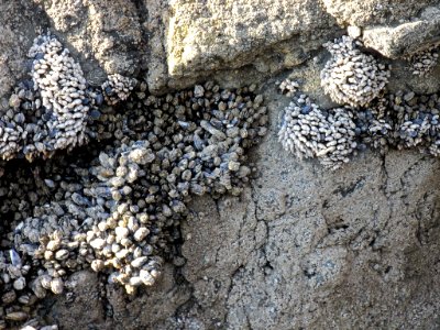 Mussel Bed at Yaquina Head in OR