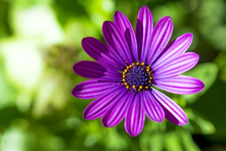 Flower nature floral