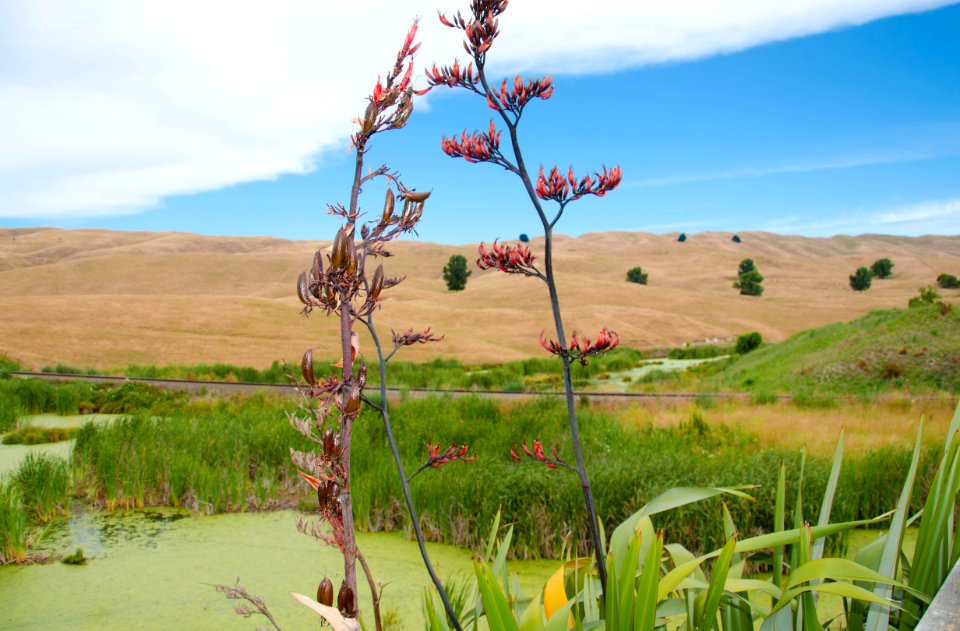 Pekapeka Wetlands, Hawkes Bay