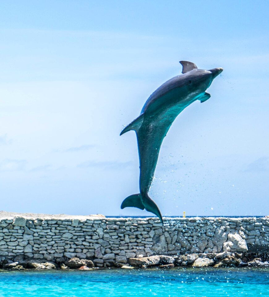 Fish animal ocean