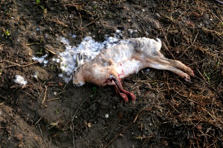 Road Kill (Hare) photo