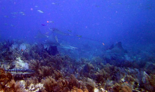 5 spotted Eagle Rays near Fire Coral Cave Key Largo