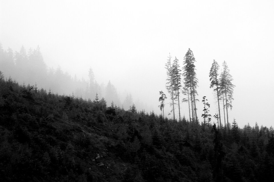 The ancient nature forest