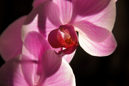 Orchid flower purple