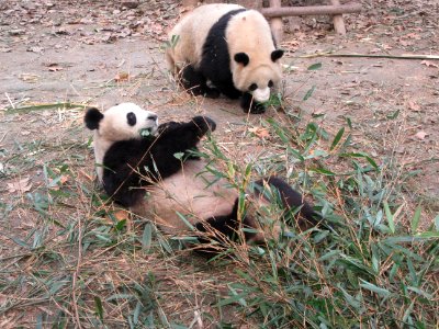 One panda walking one eating Giant Panda Breeding Center Chengdu China