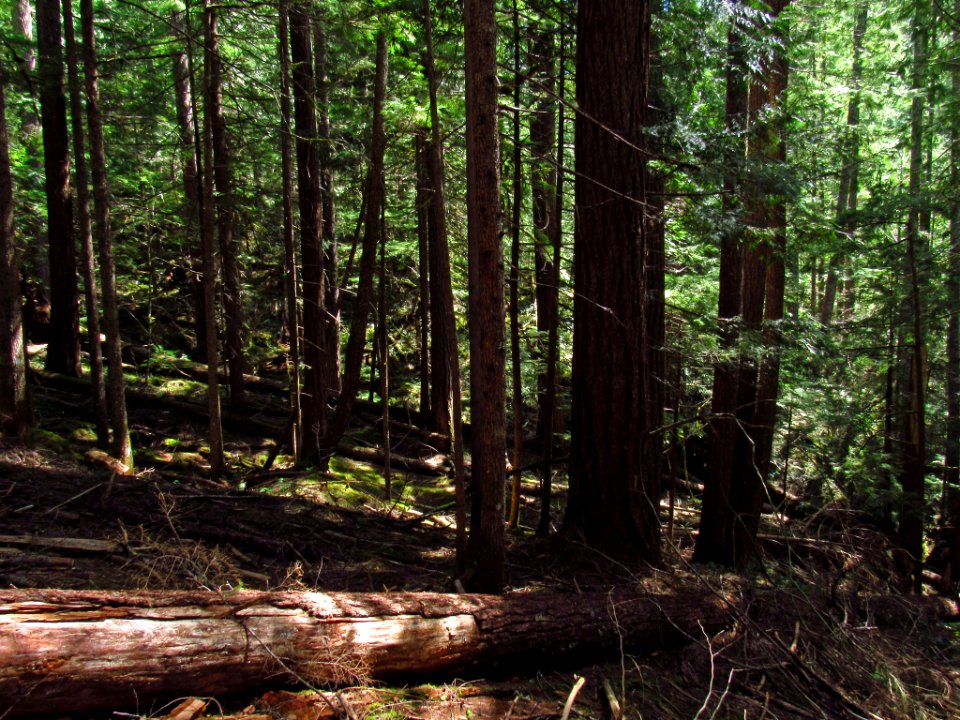 Falls Creek Falls Trail in WA