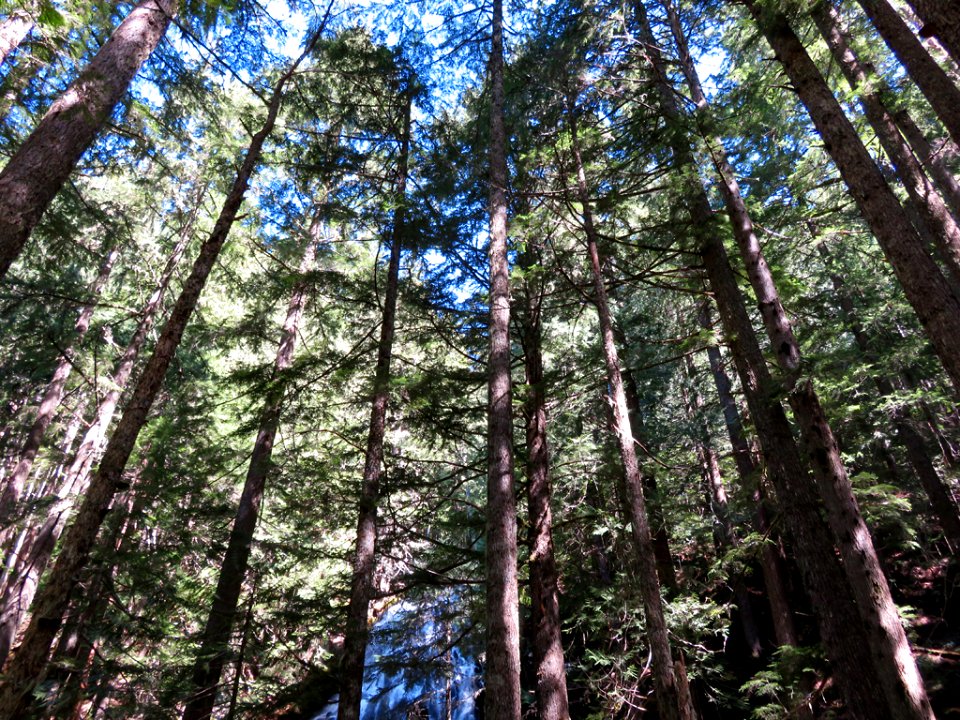Ramona Falls Hike at Mt. Hood Wilderness in Oregon