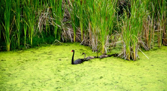 Black swan and cygnets in Pekapeka Wetlands