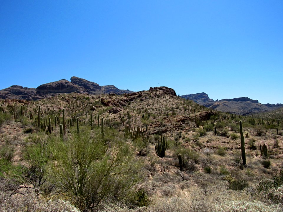 Organ Pipe Cactus NM in Arizona