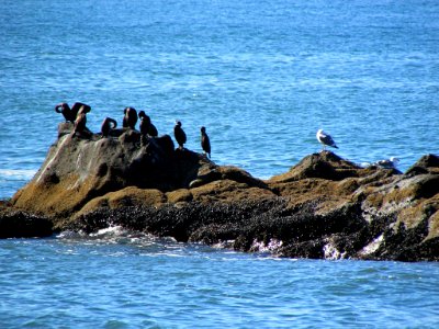 Seabirds at Yaquina Head in OR
