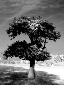 tree b+w photo