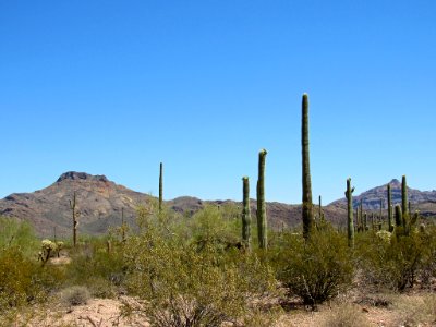 Organ Pipe Cactus NM in Arizona