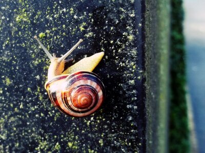 Close up nature snail shell photo