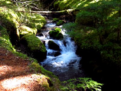 Ramona Falls Hike at Mt. Hood Wilderness in Oregon