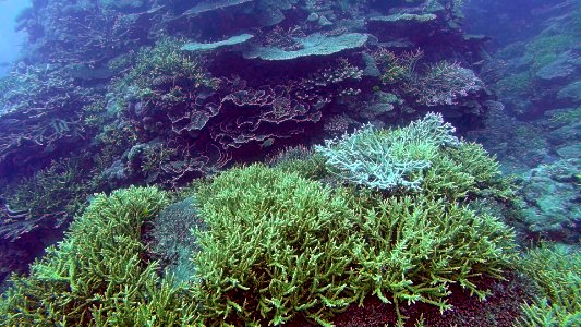 Staghorn Coral in front of Bommie Twin Bommies Vanuatu