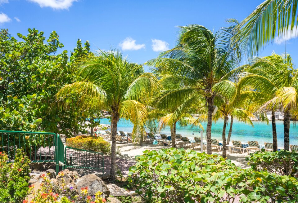 Tropical palm trees summer