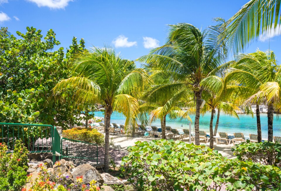 Tropical palm trees summer photo