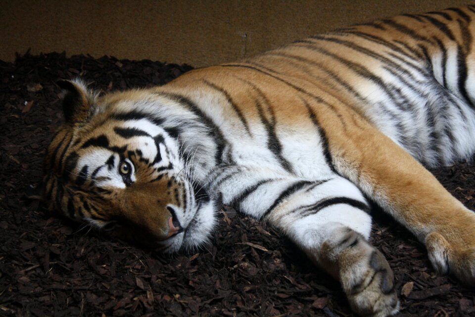 Tiger animals zoo photo