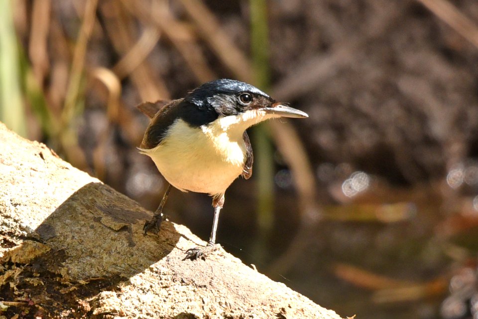 Flycatcher Paperbark 8-2015 Roper River NT 09