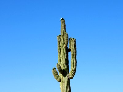 Organ Pipe Cactus NM in Arizona