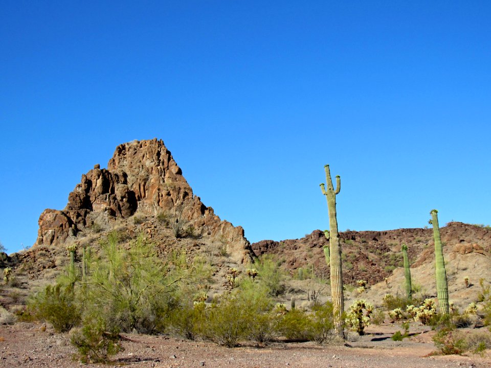 Organ Pipe Cactus NM in Arizona