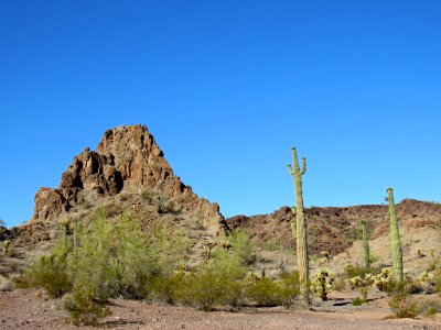 Organ Pipe Cactus NM in Arizona