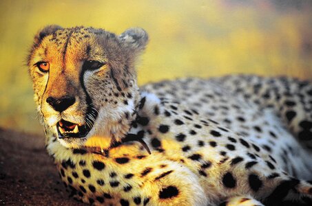 Cheetah zoo alert photo