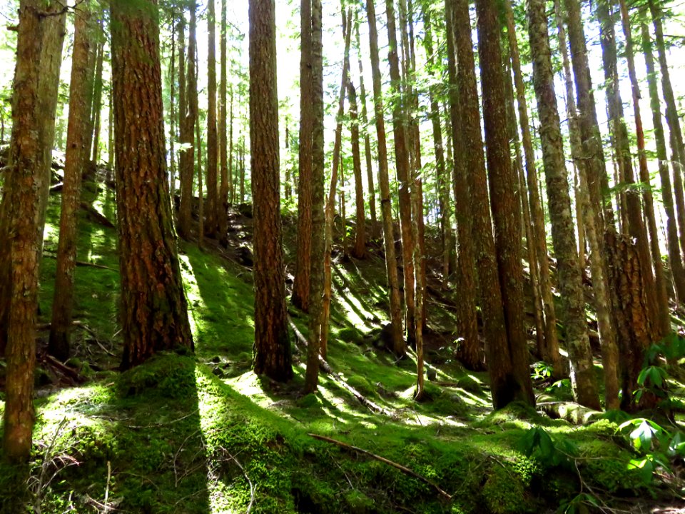 Ramona Falls Hike at Mt. Hood Wilderness in Oregon