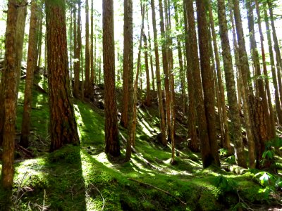Ramona Falls Hike at Mt. Hood Wilderness in Oregon