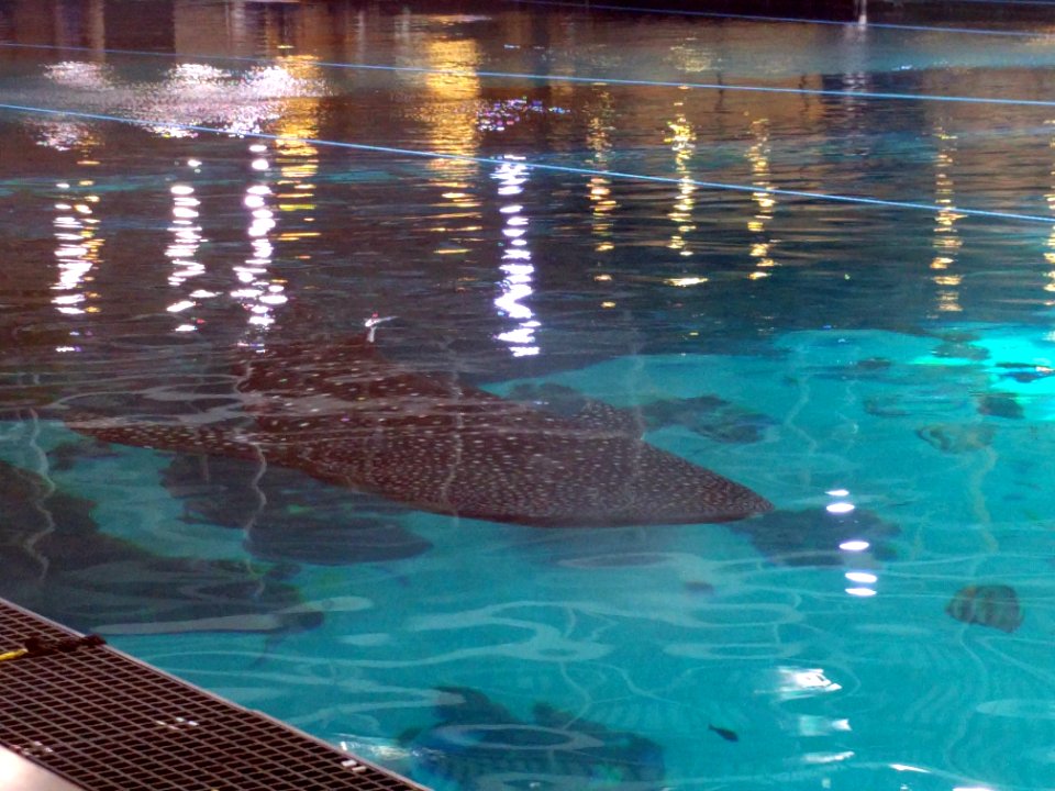 Whaleshark top of pool Georgia Aquarium Atlanta photo