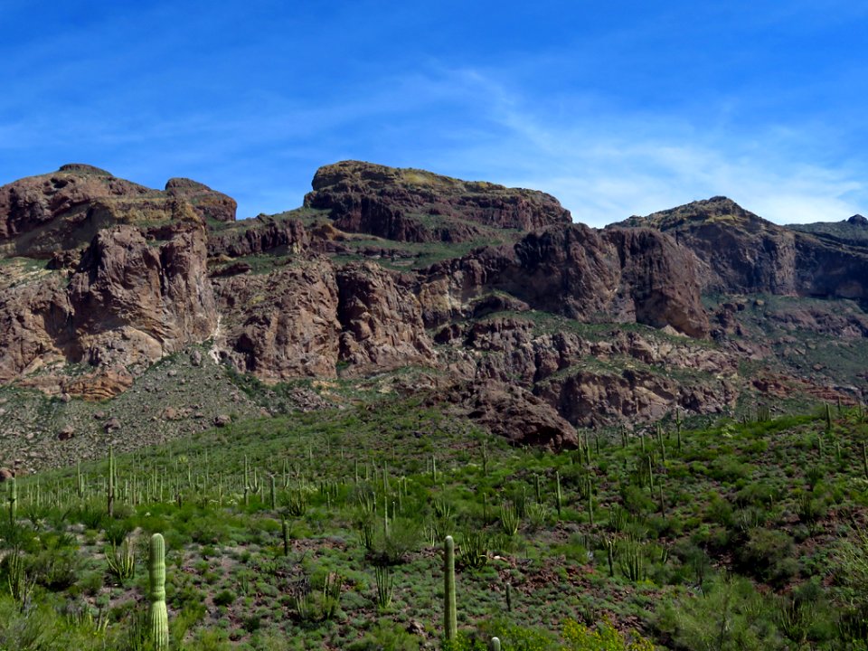 Organ Pipe Cactus NM in AZ photo