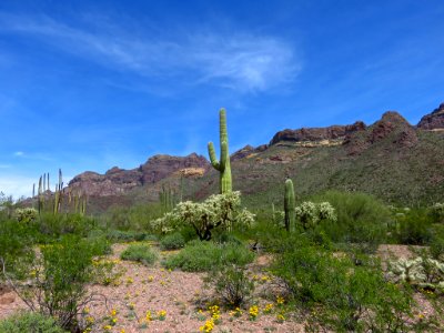 Organ Pipe Cactus NM in AZ