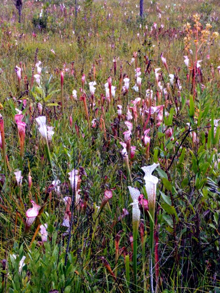 Close up of so many pitcher plants Splinter Hill Bog Bay Minette Alabama