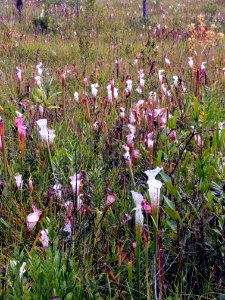 Close up of so many pitcher plants Splinter Hill Bog Bay Minette Alabama