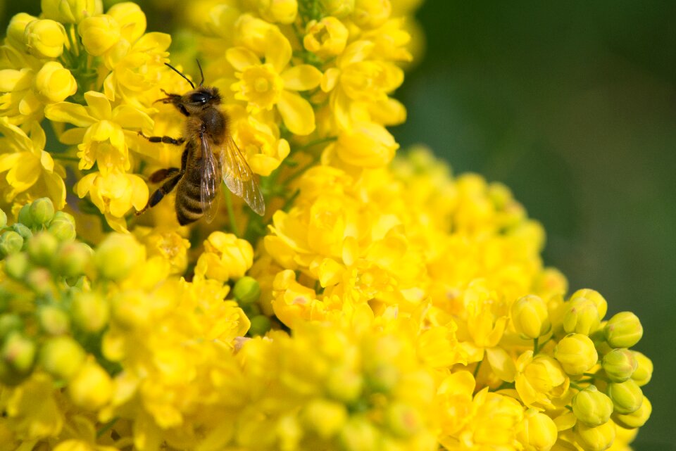 Flower yellow pollen