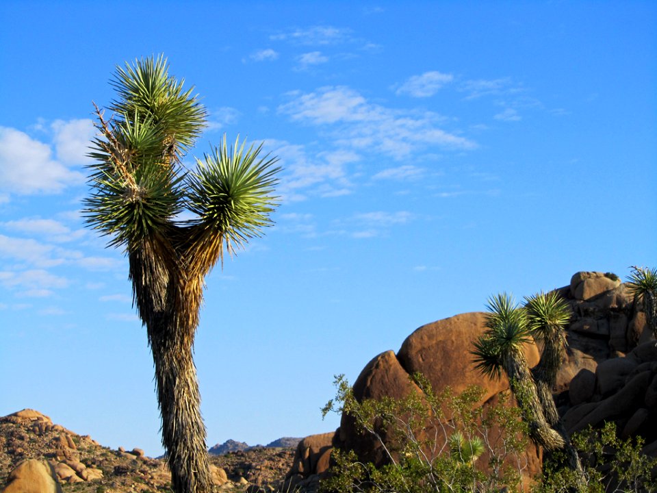 Joshua Tree NP in CA
