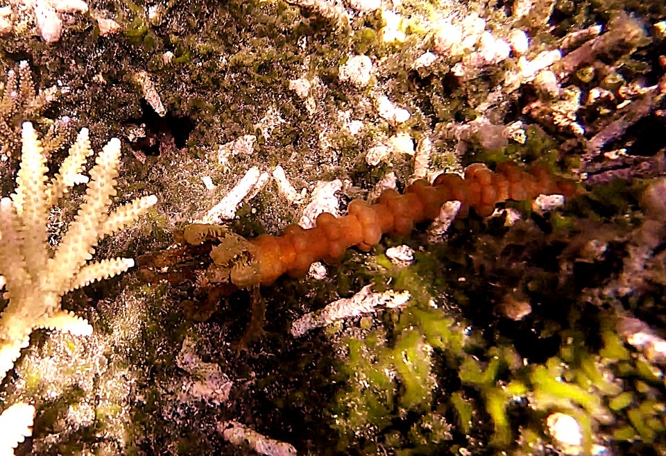 Weird orange thing that seems to be alive