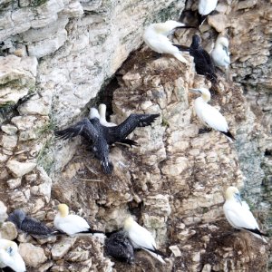 Gannets. Adults with Chicks.
