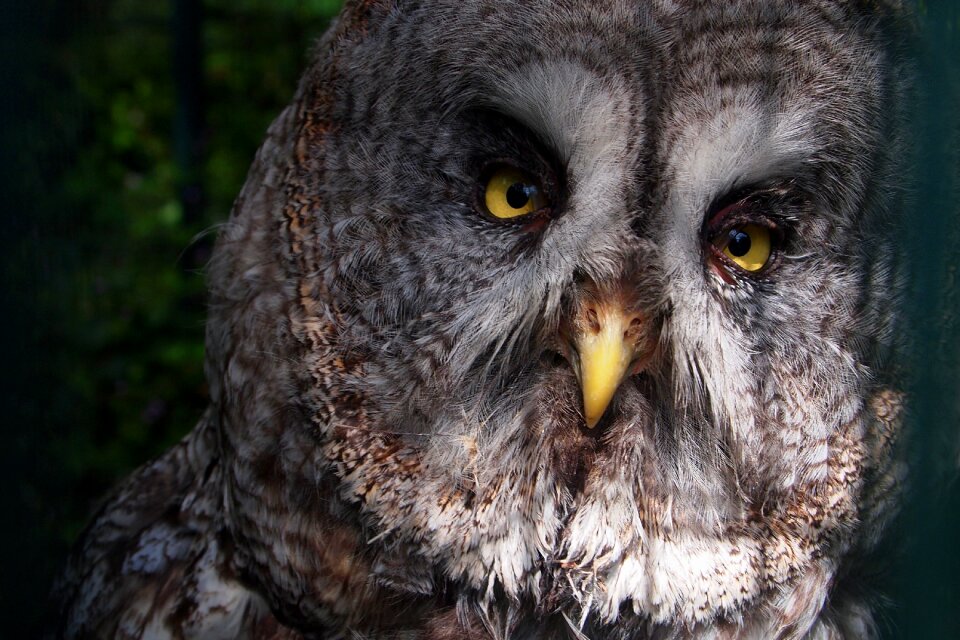 Bird of prey night bird nature