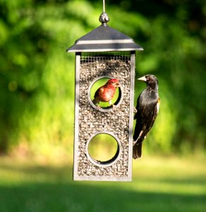 Finch and blackbird