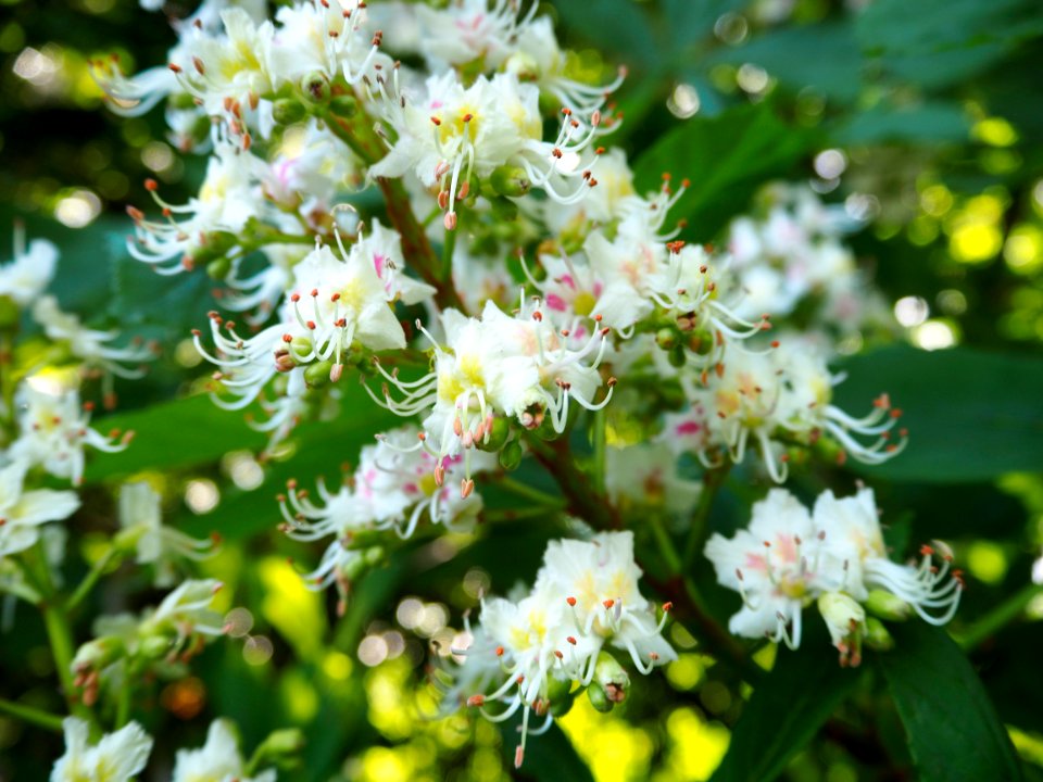 Horse Chestnut Blossom