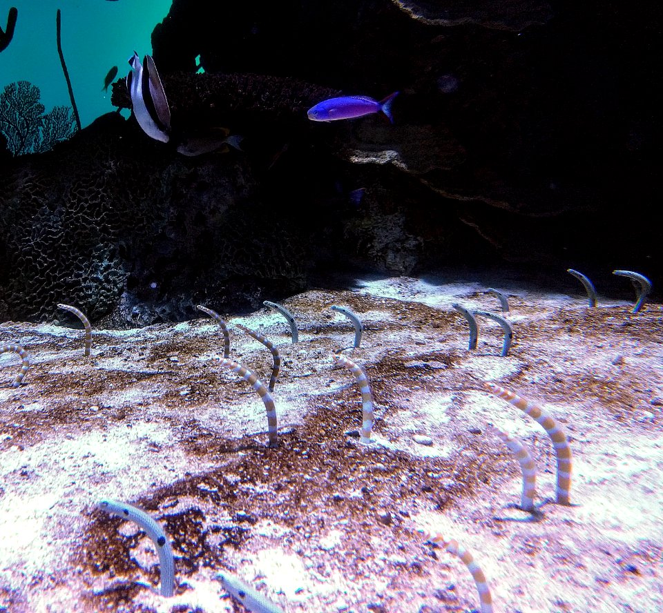 Garden Eels Georgia Aquarium Atlanta