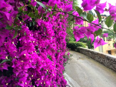 Bourgainvillea doesn’t come better than in Villefranche sur mer
