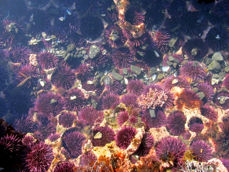 Tidal Pool at Yaquina Head in OR
